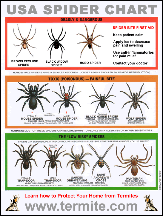 Spider Identification Chart Venomous Or Dangerous 