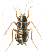 Oriental Cockroach