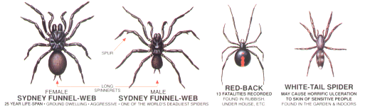 Spider Identify Chart