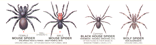 Nsw Spiders Identification Chart