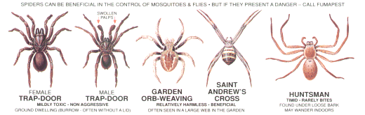 Dangerous Spider Chart
