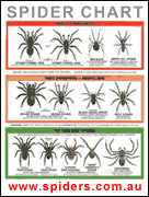 australia deadly spiders