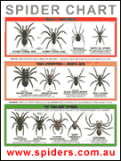 Victorian Spider Chart