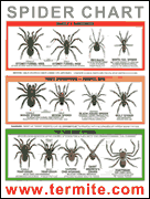 Spider Identification Chart