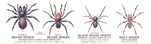 Dangerous Spider Chart Australia