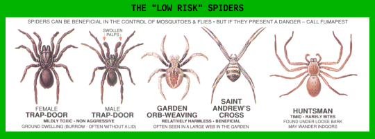 Low Risk Spiders