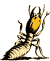 termite