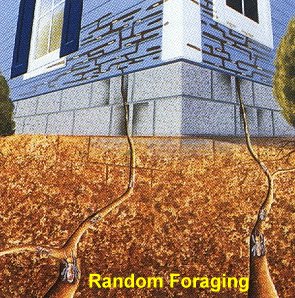 Random Foraging