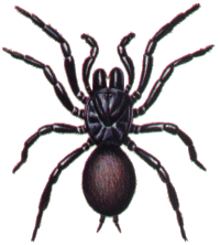 Sydney Funnel Web Spider Female