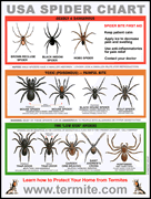 Usa Spider Bite Chart