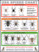 Texas Spiders Identification Chart