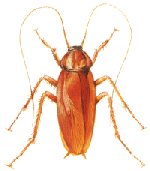 American cockroach