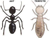 termites and ants