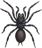 Sydney Funnel-Web Spider - FEMALE
