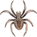 Utah Spiders Identification Chart