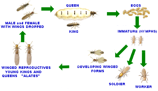 Life Cycle - Subterranean white-ants