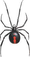 Red-Back Spider