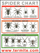 FREE Spider Identification Cha...