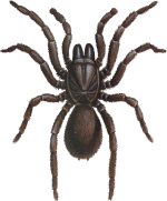 FEMALE Trap-Door Spider