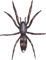 White-Tail Spider