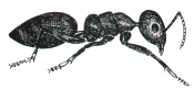 White-footed House Ant